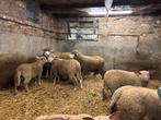 Ramlammeren, Dieren en Toebehoren, Schapen, Geiten en Varkens, Mannelijk, Schaap, 0 tot 2 jaar