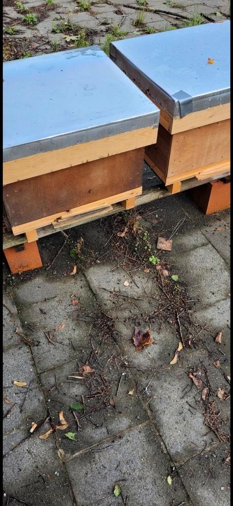 Bijenvolken/carnica/bijen, Dieren en Toebehoren, Insecten en Spinnen, Bijen