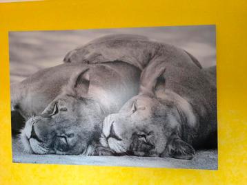 Fotobord 150 x 100 cm beschikbaar voor biedingen