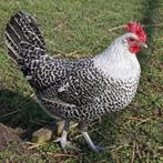 Zilverbrakel kippen jonge hennen beschikbaar, Dieren en Toebehoren, Pluimvee, Vrouwelijk, Kip