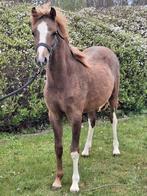 Prachtige welsh B jaarling, Dieren en Toebehoren, Met stamboom, 0 tot 2 jaar, Hengst, C pony (1.27m tot 1.37m)