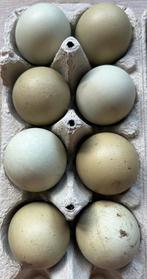 Groen/olijf eieren, Dieren en Toebehoren, Pluimvee, Geslacht onbekend, Kip