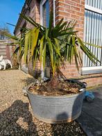 Palmboom, Enlèvement, En pot, Palmier