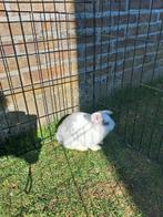 Dwergkonijntjes, Dieren en Toebehoren, Konijnen, Mannelijk, Klein, 0 tot 2 jaar