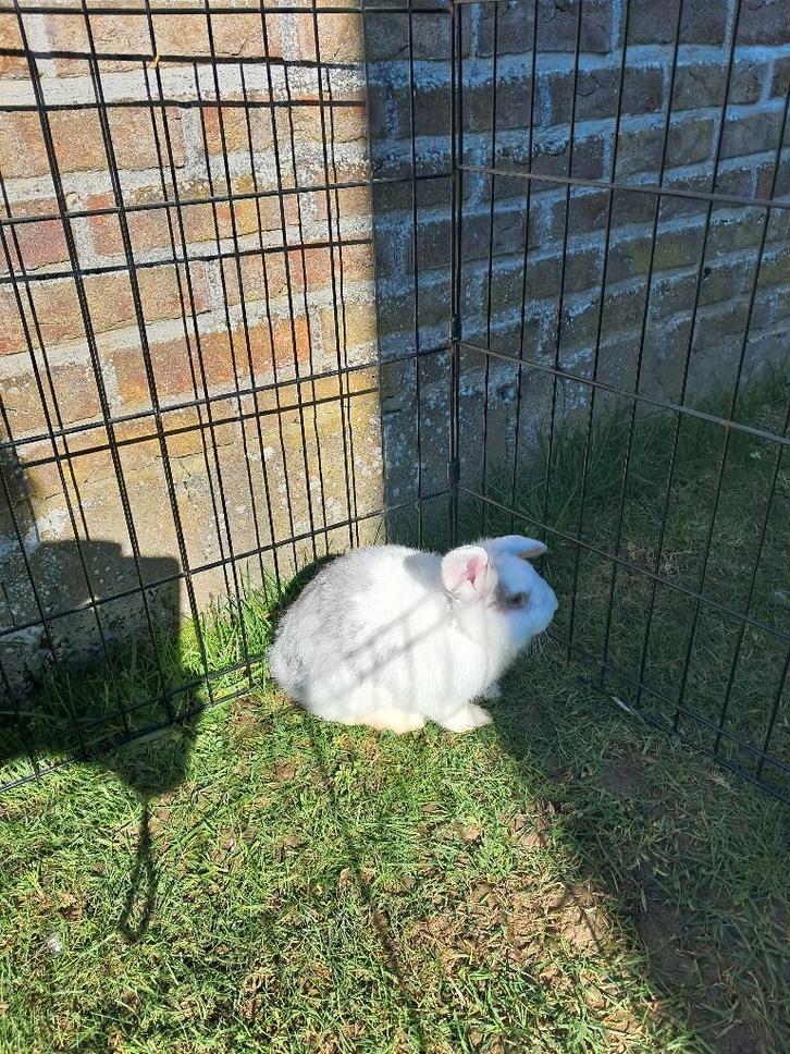 Dwergkonijntjes, Dieren en Toebehoren, Konijnen, Klein, Mannelijk, 0 tot 2 jaar