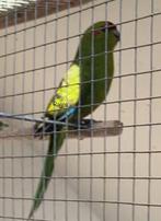 Kakariki kakarikis, Plusieurs animaux, Perruche, Bagué