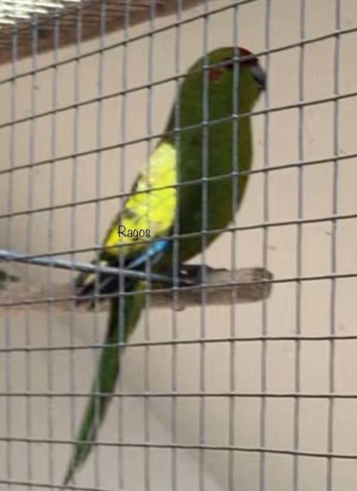 Kakariki kakarikis, Animaux & Accessoires, Oiseaux | Perruches & Perroquets, Perruche, Plusieurs animaux, Bagué