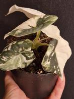 Alocasia Melo Albo, Ophalen of Verzenden