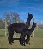 Zwarte merrie met merrieveulen, Dieren en Toebehoren, Mei, Vrouwelijk