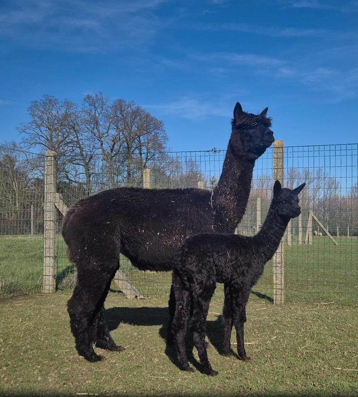 Zwarte merrie met merrieveulen, Dieren en Toebehoren, Overige Dieren, Vrouwelijk, Mei