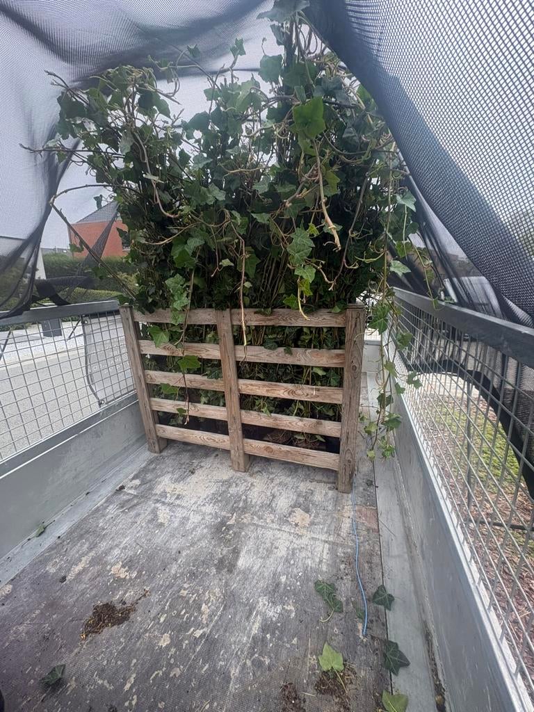 Klimop ( hedera hibernica), Jardin & Terrasse, Enlèvement