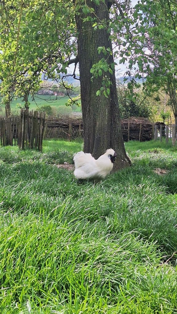 Chineze zijdehoenders hanen GRATIS, Mannelijk
