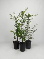 Haagbeuk in pot - charme commun - carpinus betulus, Ophalen of Verzenden, Haagbeuk, Haag