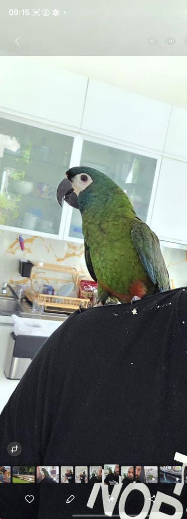 Ara Maracanã, Animaux & Accessoires, Oiseaux | Perruches & Perroquets