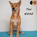 chiots Shiba Inu, mâles à vendre (belges), Animaux & Accessoires, Chiens | Huskys, Loulous & Types primitifs, 15 semaines à 1 an