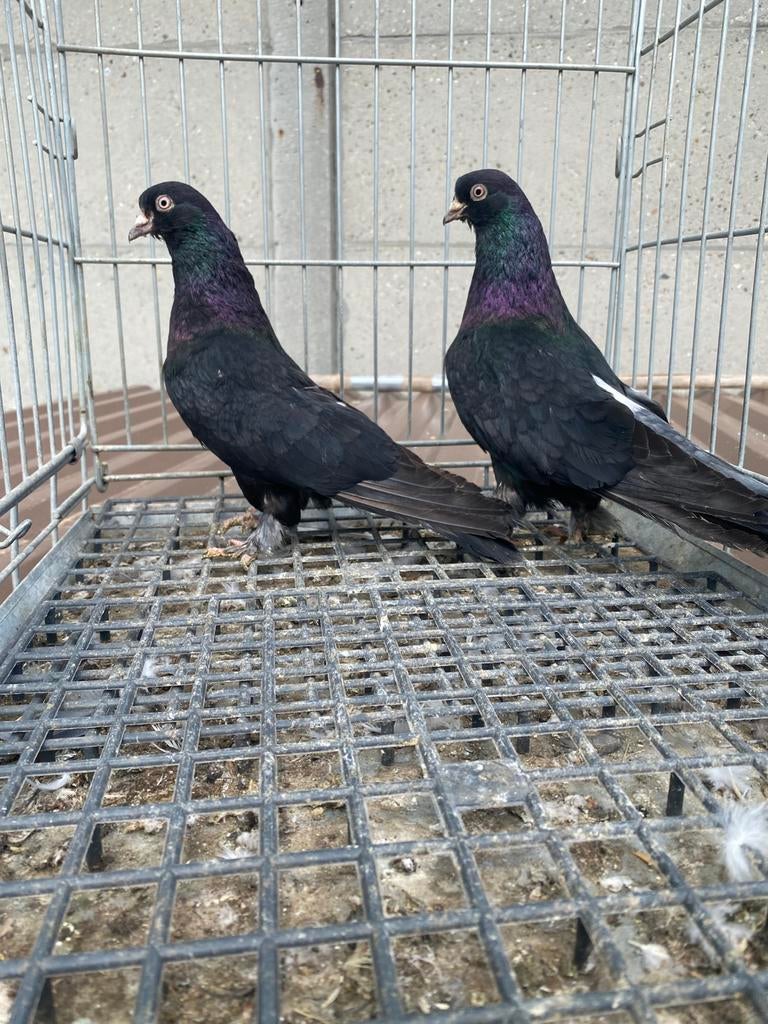 Takla kisa gaga resasi