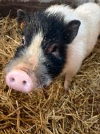 Beertje geboren 4 juli zoekt forever home, Dieren en Toebehoren, Vrouwelijk