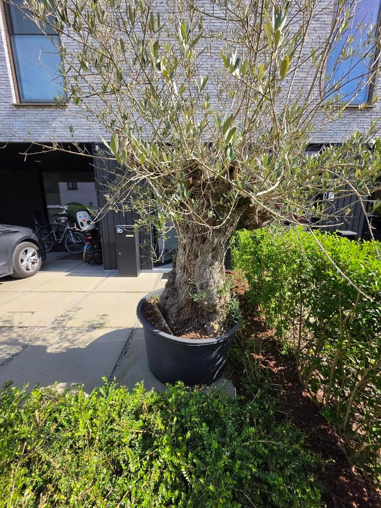 Oude olijfboom | eyecatcher voor je terras, Ophalen, Olijfboom