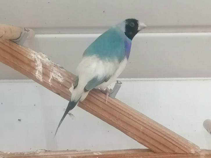 Diamant de goulds et moineau du Japon, Animaux & Accessoires, Oiseaux | Oiseaux Autre