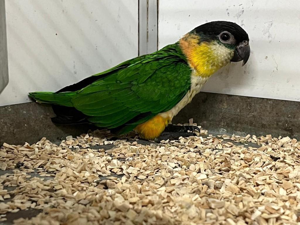 Caique papegaai, Dieren en Toebehoren, Vogels | Parkieten en Papegaaien, Mannelijk, Papegaai, Geringd