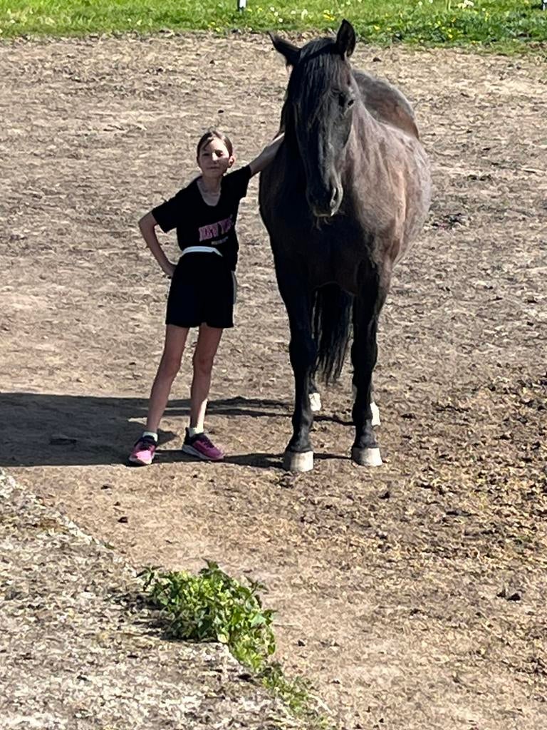 Hongre espagnol a vendre, Animaux & Accessoires, Enlèvement