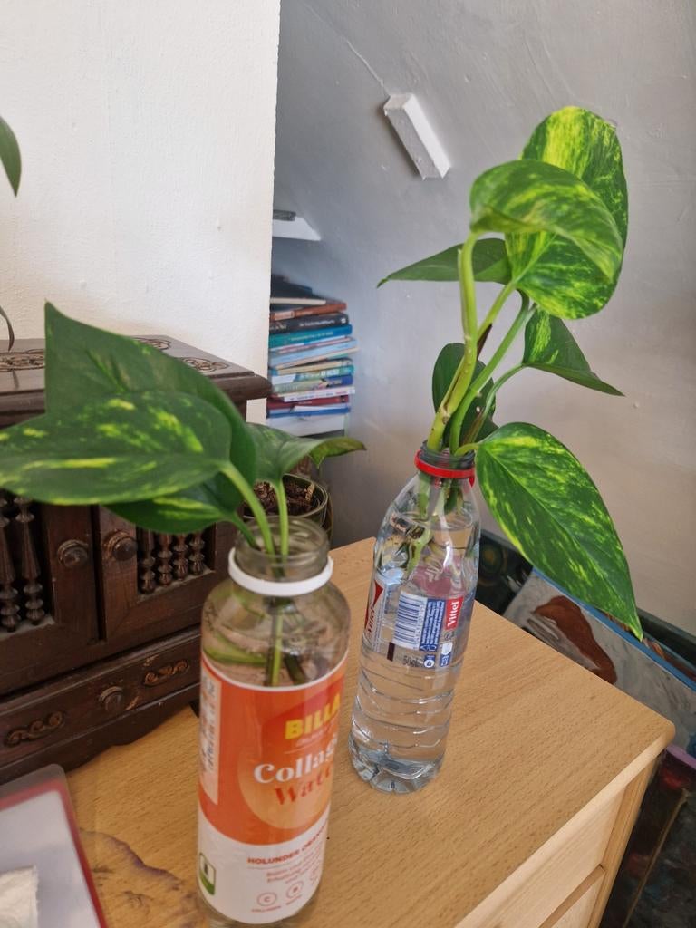 Dragon Ivy Coutures, Maison & Meubles, Enlèvement