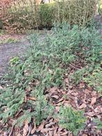 Taxus, Tuin en Terras, Planten | Struiken en Hagen, Ophalen, Taxus, Haag, Minder dan 100 cm