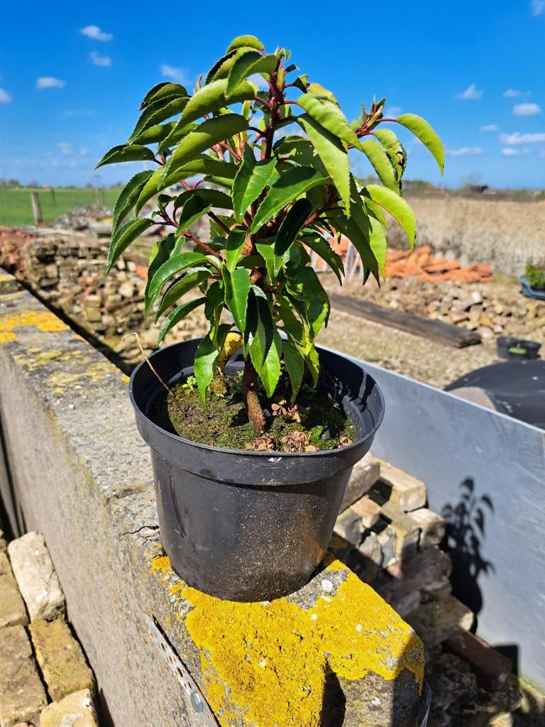 Portugese laurier, 30 cm hoog, 50 potten in overschot., Tuin en Terras, Ophalen, Vaste plant