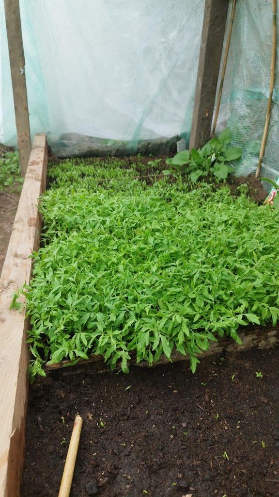 Moestuin planten, Tuin en Terras, Ophalen of Verzenden