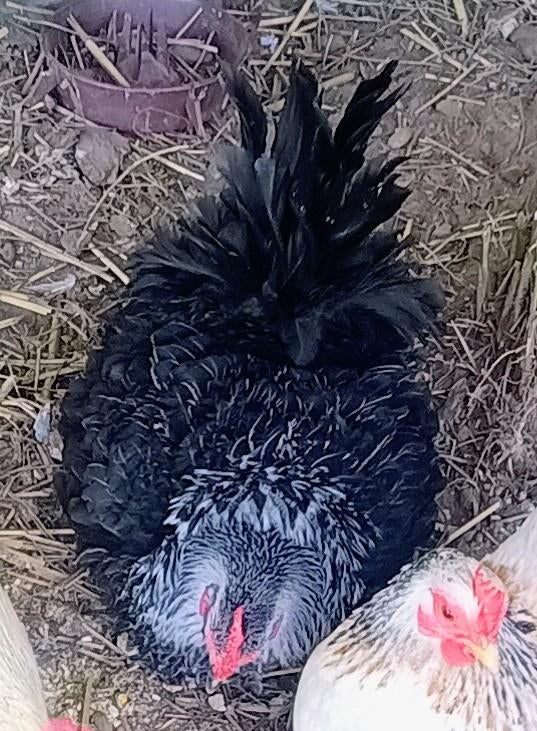 Chabo, Animaux & Accessoires, Plusieurs animaux, Oiseau chanteur sauvage, Domestique