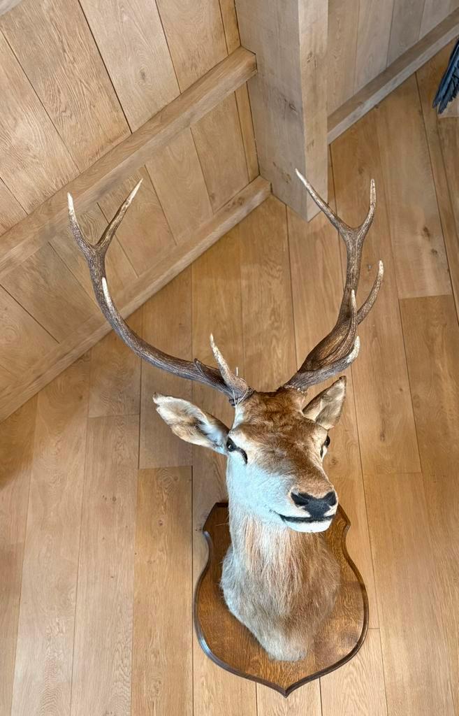 Mooie Grote Hertekop op de volledige originele plank, Verzamelen, Dierenverzamelingen, Gebruikt, Gewei of Kop, Hert, Ophalen