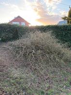 GRATIS Paastakken, Tuin en Terras, Planten | Bomen, Ophalen, Treurboom