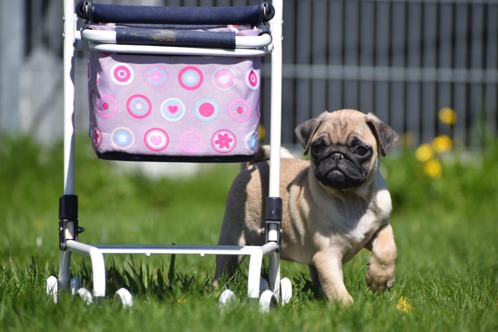 Mopshond pup, Dieren en Toebehoren, Honden | Bulldogs, Pinschers en Molossers, Meerdere dieren, Bulldog, Fokker | Professioneel