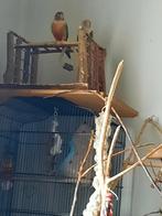 Te koop 2 pyrrhura, Tam