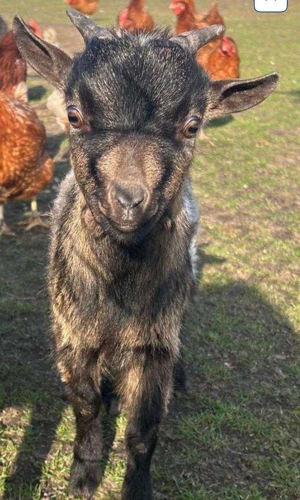 Bokje 5 maanden oud, Dieren en Toebehoren, Mannelijk, Geit, 0 tot 2 jaar