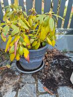 Mooie gekleurde bloempot met plant, Tuin en Terras, Planten | Fruitbomen, Ophalen