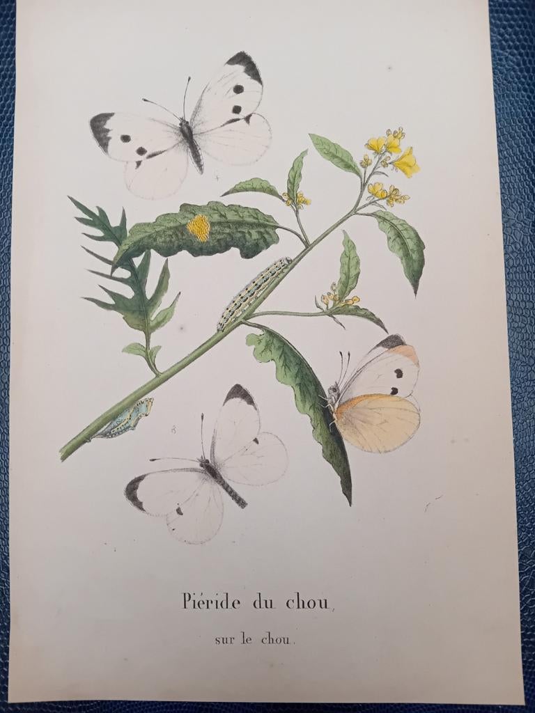 Lithographie Papillons lot 155, Enlèvement ou Envoi