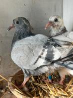 4 jeune pigeon voyageur, Animaux & Accessoires, Pigeon voyageur
