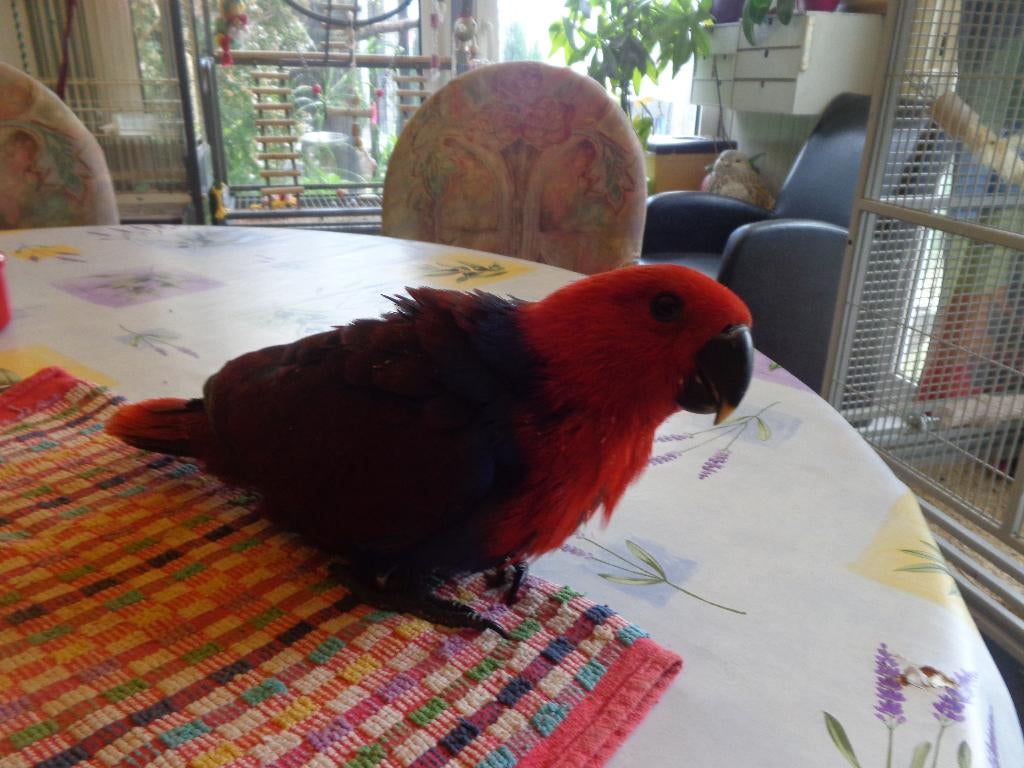 edel papegaai, Dieren en Toebehoren, Meerdere dieren, Papegaai, Geringd