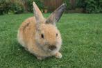 Konijntje, Dieren en Toebehoren, Vrouwelijk, Klein, 0 tot 2 jaar