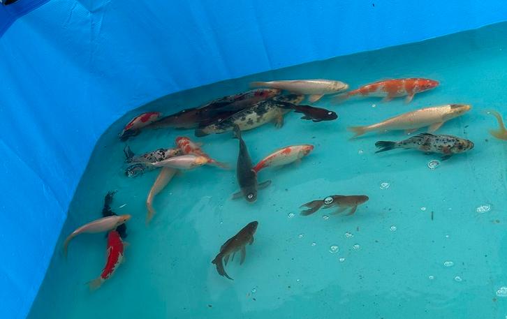 Koi, Animaux & Accessoires, Poissons | Poissons d'étang