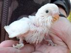 jonge witte parkiet, Dieren en Toebehoren, Parkiet