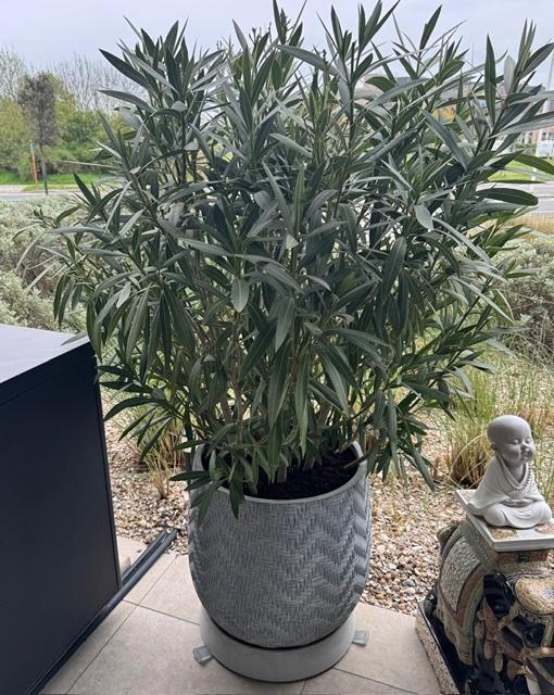 2 oleanders te koop met pot, Ophalen, Overige soorten, Haag, 100 tot 250 cm