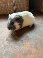 Cavia vrouwtje, Dieren en Toebehoren, Knaagdieren, Januari, Vrouwelijk, Cavia