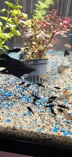 Molli babies, Animaux & Accessoires, Poisson, Poisson d'eau douce
