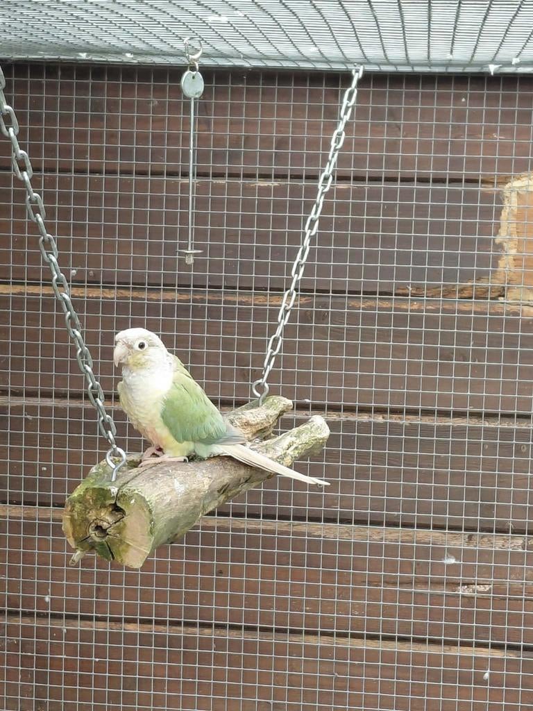 Conure molinae classic femelle, Animaux & Accessoires, Oiseaux | Perruches & Perroquets, Femelle