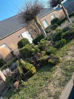 Gratis buxus haag, Tuin en Terras, Ophalen