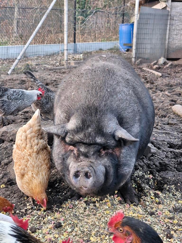 Hangbuik varken zoekt nieuw plekje., Vrouwelijk, Varken, 3 tot 5 jaar