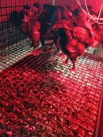 Kuikens marans zwart koper