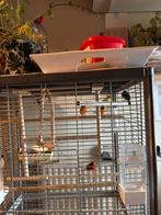 Kanaries rood agaat mannen, Dieren en Toebehoren, Ophalen, Zo goed als nieuw